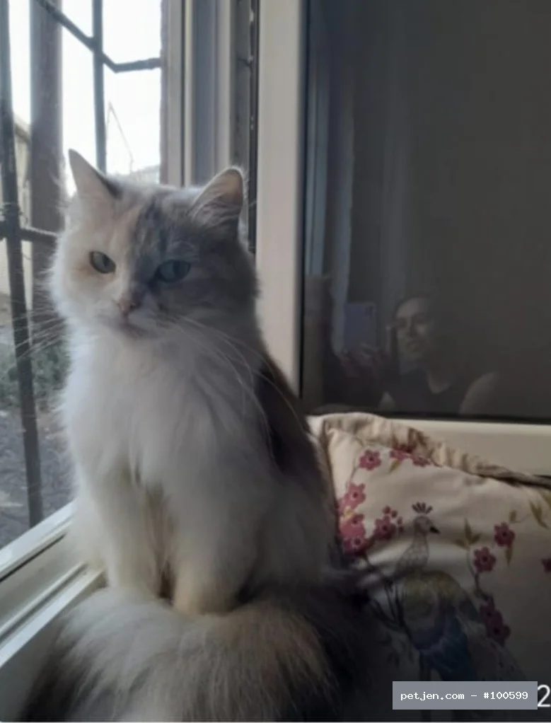 “🐾 3 Yaşında, Kısır ve Aşıları Tam Pofuduk Güzelliğe Ömürlük Yuva”.