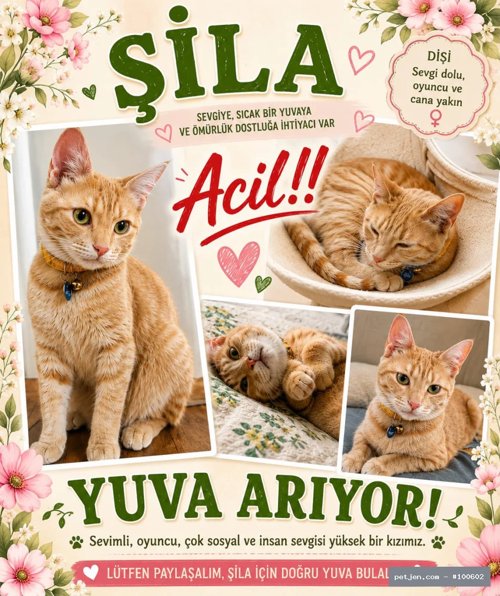 Sarman - ACİL YUVA ARANIYOR