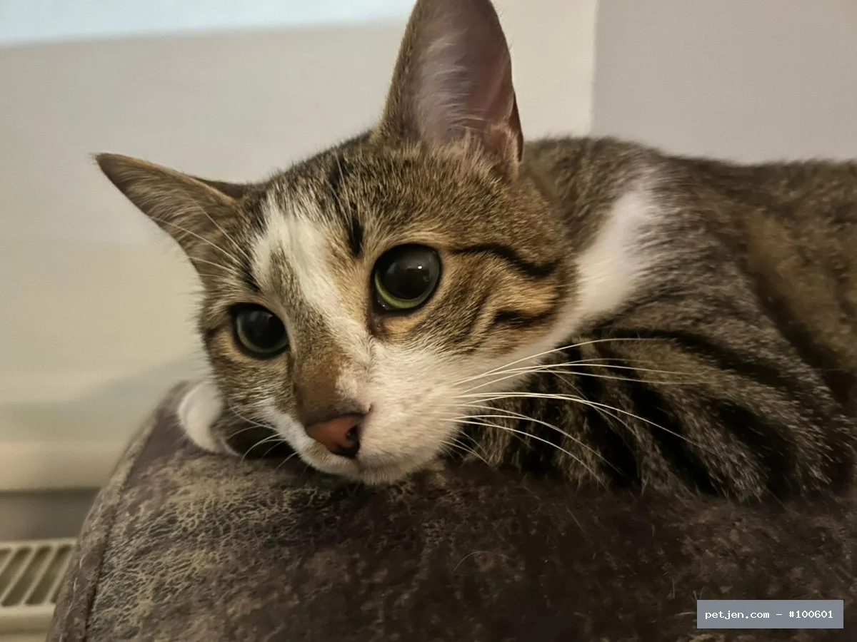 Tekir (Domestic Tabby) - ACİL KALICI YUVA ARANIYOR - Fotoğraf 2