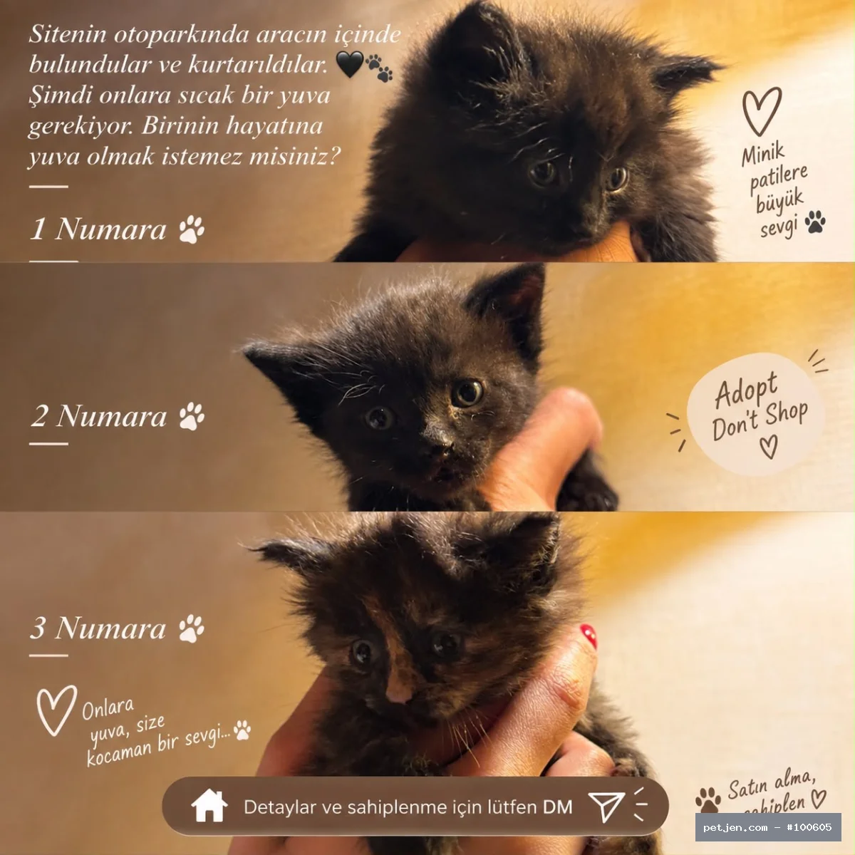 Tekir (Domestic Tabby) - 3 minik kardes icin kalici sicak yuva ariyorum ayri ayrida sahiplene bilirsiniz