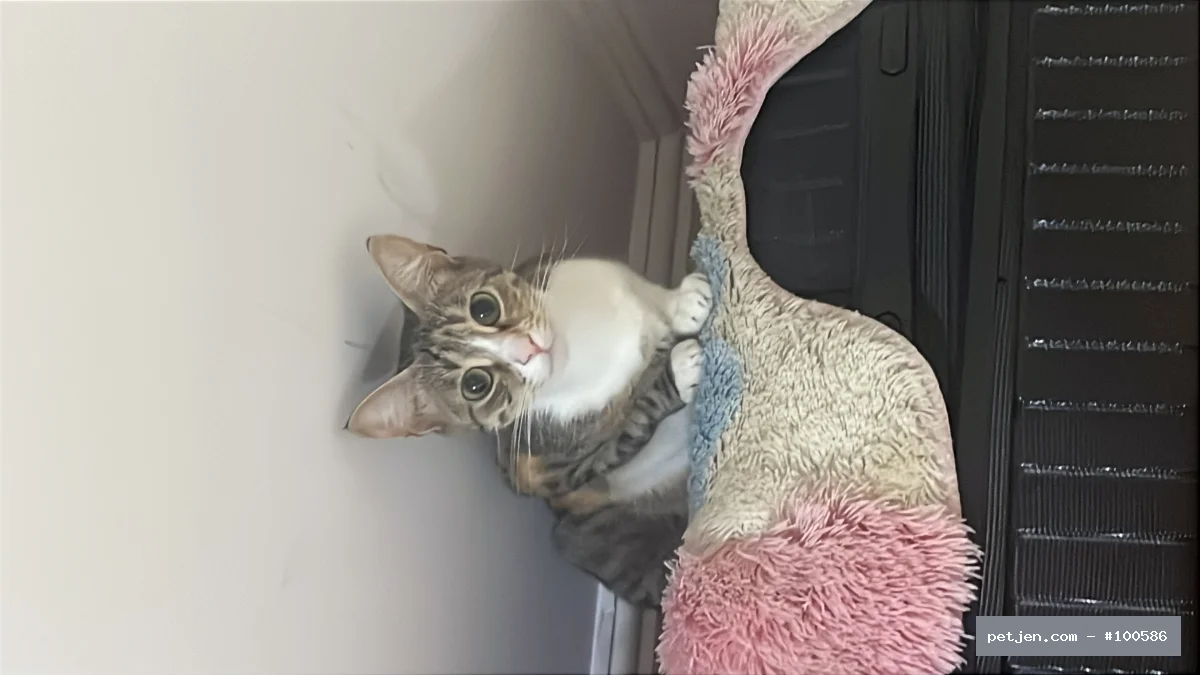 Tekir (Domestic Tabby) - Kaybolmuş sakin ev kedisi - Fotoğraf 2