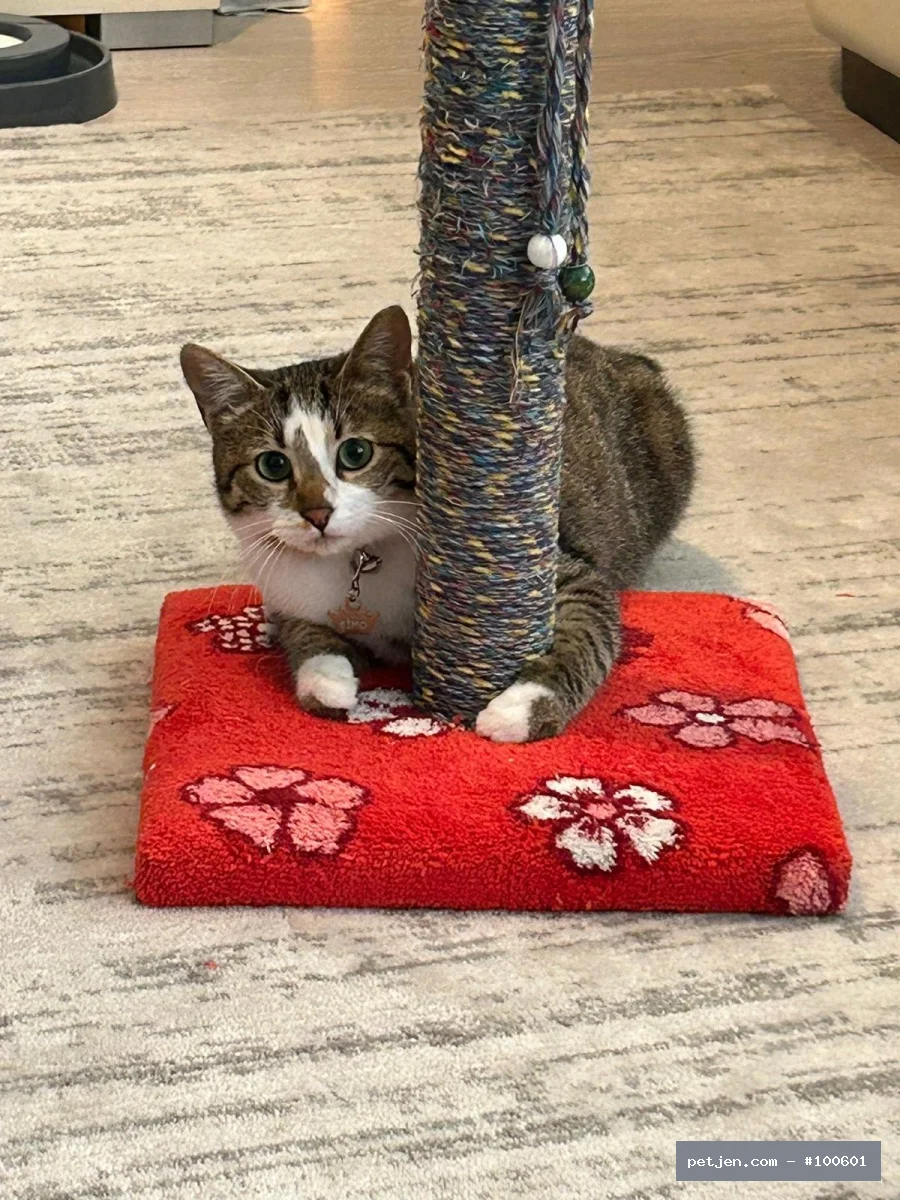 Tekir (Domestic Tabby) - ACİL KALICI YUVA ARANIYOR - Fotoğraf 3