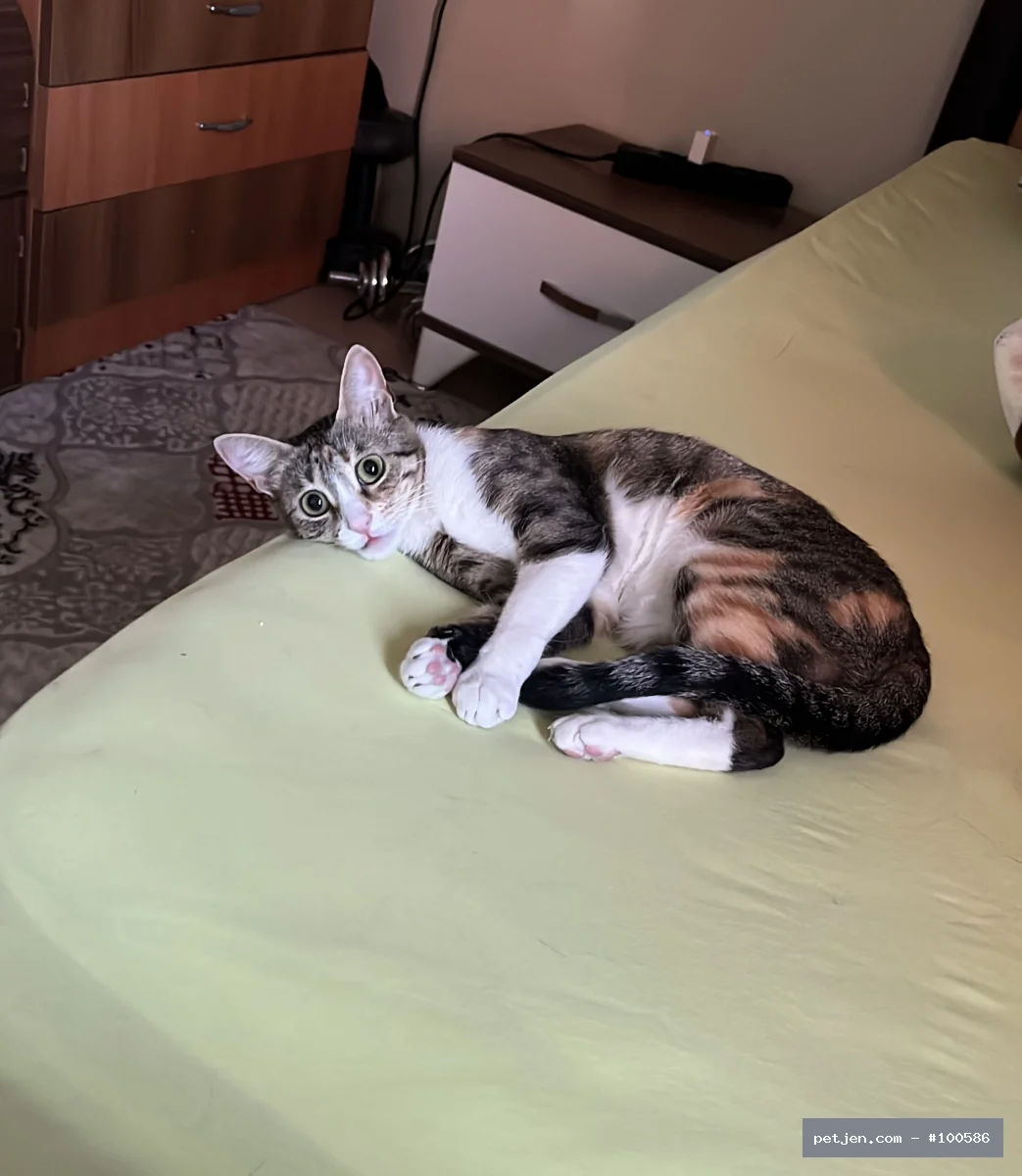 Tekir (Domestic Tabby) - Kaybolmuş sakin ev kedisi - Fotoğraf 3