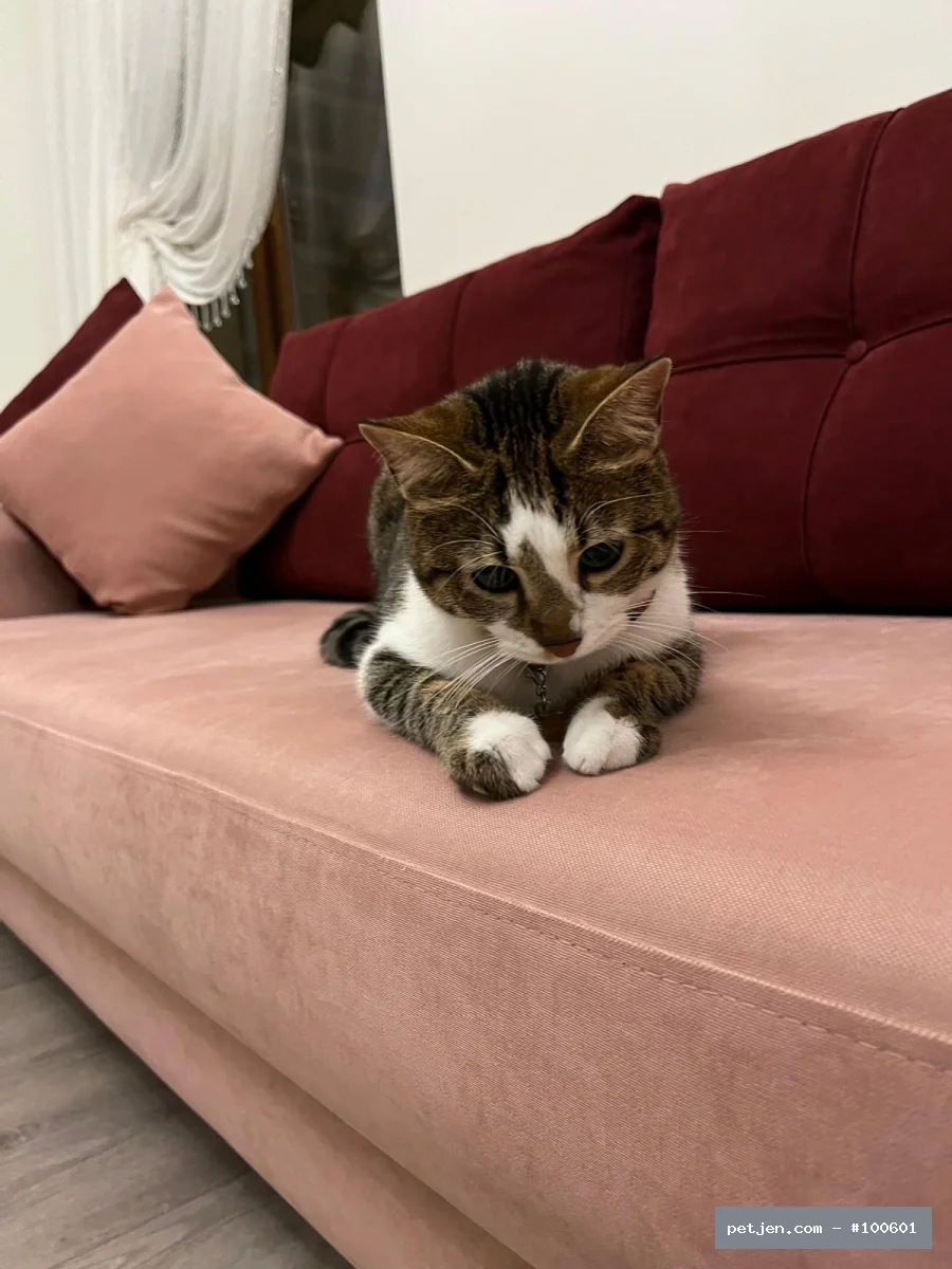 Tekir (Domestic Tabby) - ACİL KALICI YUVA ARANIYOR - Fotoğraf 4