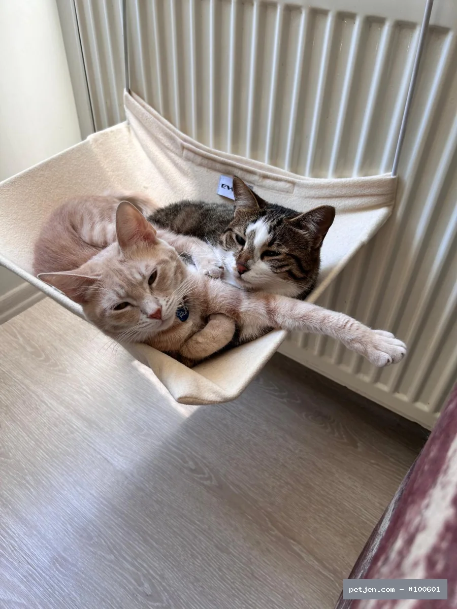Tekir (Domestic Tabby) - ACİL KALICI YUVA ARANIYOR - Fotoğraf 5