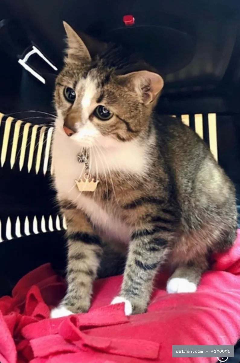 Tekir (Domestic Tabby) - ACİL KALICI YUVA ARANIYOR - Fotoğraf 6