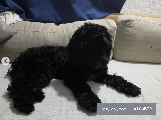 Siyah Toy Poodle Cinsi Ücretsiz Sahiplendirme