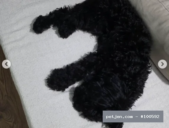 Toy Poodle - Siyah Toy Poodle Cinsi Ücretsiz Sahiplendirme - Fotoğraf 2